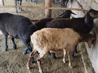Ram, Sheep — photo 2
