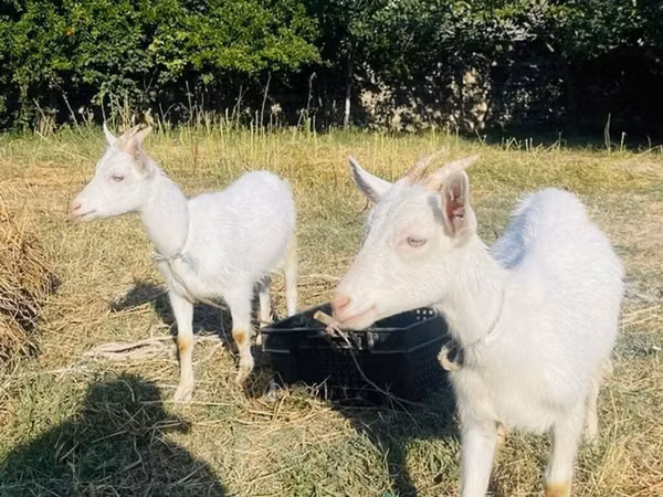ছাগী, Saanen goat — আজারবাইজান