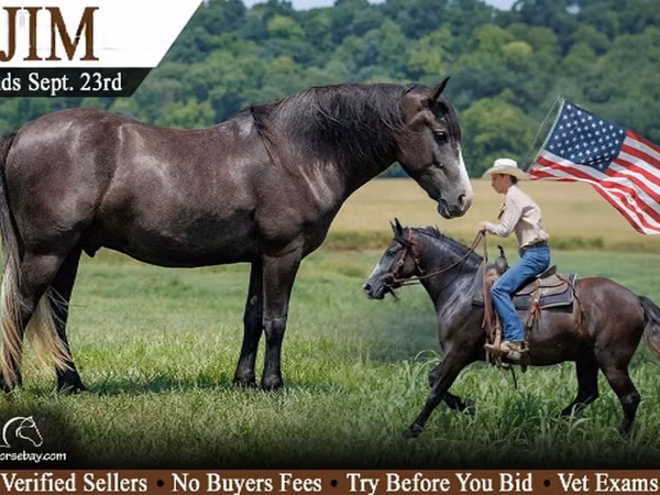 Horse (M), Horses — United States