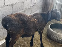 Ram, Sheep — photo 3