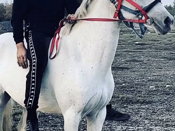 Kanca, Orlov Trotter