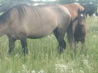 Mare, Kazakh horse — photo 1