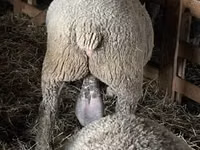 Қошқар, Ile-de-France sheep — 7-сурет