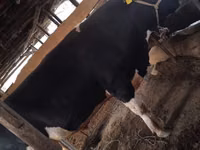 காளை, Russian Black pied cattle — புகைப்படம் 3