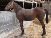 Mare, Thoroughbred horse — photo 8