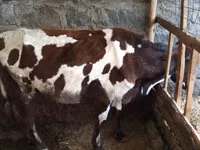 ላም, Ayrshire — ፎቶ 4