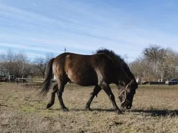 Horse (M), Hucul pony — Hungary