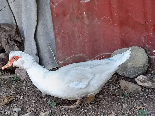 Domestic Muscovy — Azerbaijan