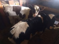 सांड, Simmental cattle — फ़ोटो 2