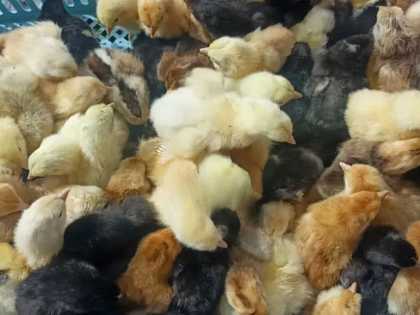 Chickens — Kenya