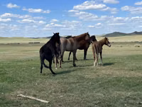 اسب نر, Kazakh horse — عکس 4