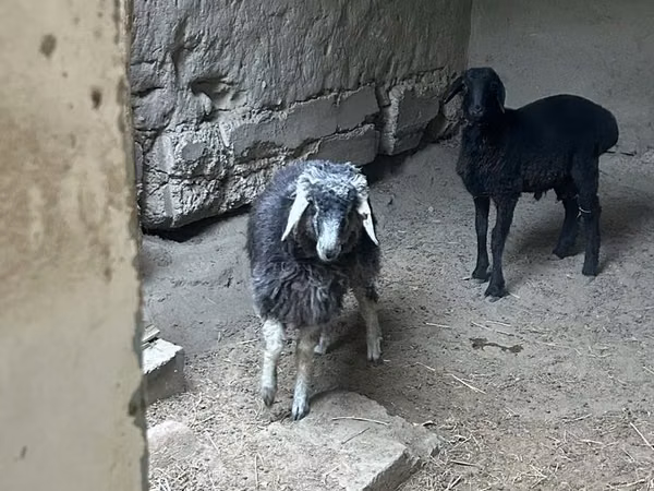Berbec, Oi — Uzbekistan