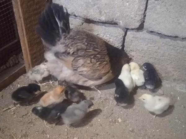 Chickens — Азербайджан