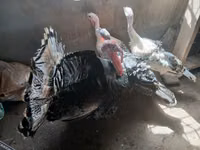 Turkeys — ছবি 5
