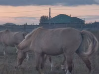 ፈረስ, Horses — ፎቶ 3