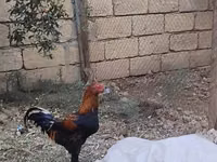 Chickens — photo 3