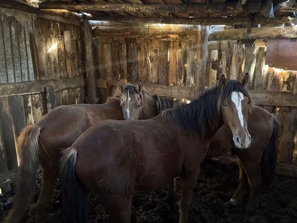 Horses (batch, sex not specified), Horse breed — Kazakhstan