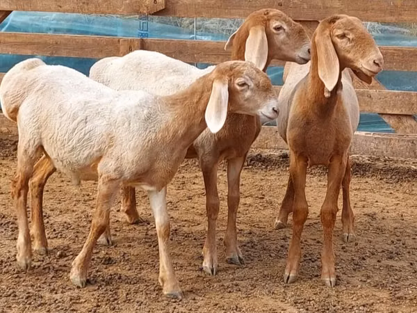 Vædder, Arashan sheep