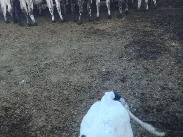 Bull, Russian Black pied cattle