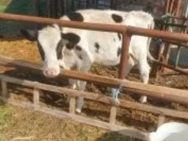 Krava, Simmental cattle