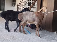 Ram, Arashan sheep — photo 3
