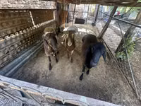 የጎትት አውራ በግ, Sheep — ፎቶ 3