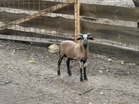 Ram, Cameroon sheep — photo 1