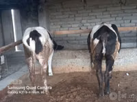 Bull, Cattle — photo 3