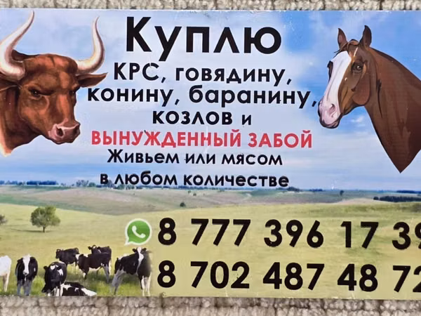 Mare, Horse breed — Kazakhstan