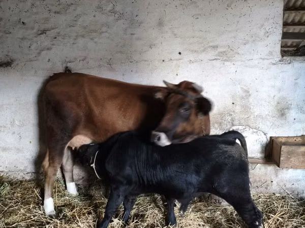 Bull, Aberdeen-Angus