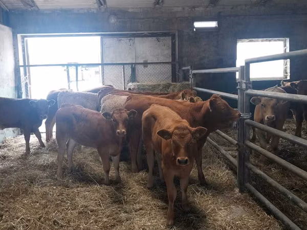Cow, Simmental cattle — Poland
