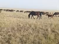 Mare, Kazakh horse — photo 2