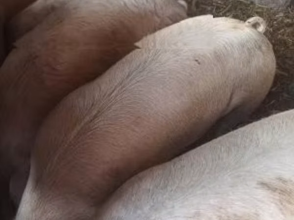 Sow,  — Hungary