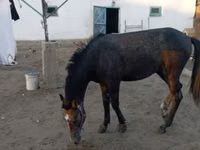 Ngựa đực, Kazakh horse — ảnh 3