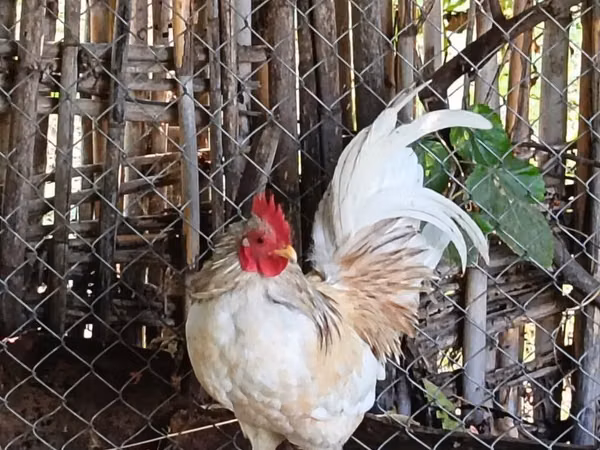 Chickens — Azerbejdżan
