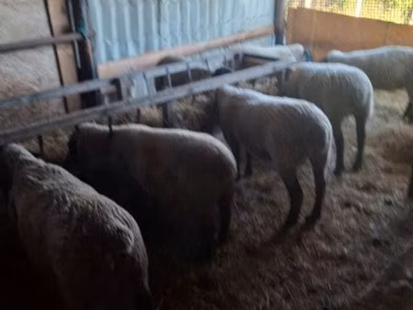 Sheep, White Suffolk sheep — Hungary