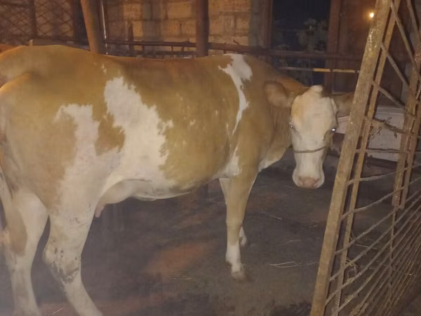 Cow, Simmental cattle — Azerbaijan