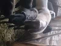 قوچ, Rhon sheep — عکس 6