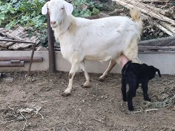 Chèvre, Saanen goat