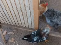 Chickens — 4 зураг