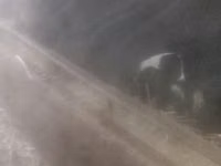 Sheep (batch, sex not specified), Sheep — photo 1