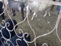 Owca, Owce — zdjęcie 1