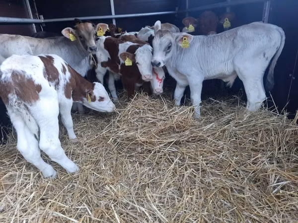 公牛, Limousin cow — 波兰