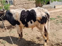 گاو نر, Russian Black pied cattle — عکس 3