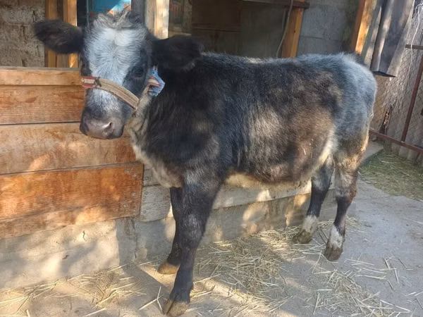 Cow, Belgian Blue