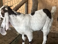 Kozioł, Nubian Goat — zdjęcie 1