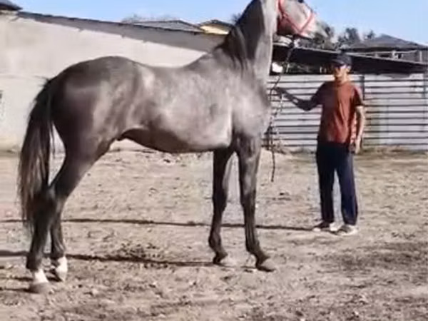 Horse (M), Horse breed — Kazakhstan