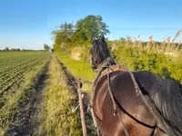 Άλογο, Nonius horse — φωτογραφία 1