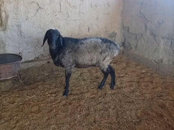 Sheep (batch, sex not specified), Sheep