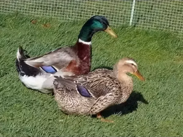 Ducks — Armenien